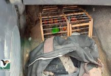 வனவிலங்குகளை வேட்டையாடிய மூவர் கைது