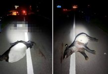 Tapir மீது மோட்டார் சைக்கிள் மோதிய விபத்து; ஆடவர்- தபீர் பலி