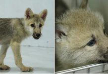 குளோனிங் மூலம் சீனா உருவாக்கிய ஓநாய்க்கு ” மாயா” என பெயர் சூட்டப்பட்டது