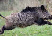 காட்டுப்பன்றி தாக்கியதில் ஆடவர் உயிரிழந்தார்