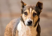 மனித தலையுடன் சாலையில் உலா வந்த நாய்: “அடுத்த தலை உங்களது தான்” என்ற வாசகத்தால் மக்கள் அச்சம்