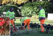 சயனைடை விட 6,000 மடங்கு விஷம்.. உலகின் கொடிய விஷமுள்ள தாவரம்