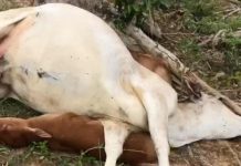 மின்னல் தாக்கியதில் ஏழு பசுக்கள் இறந்தன; முதியவருக்கு RM20,000 இழப்பு