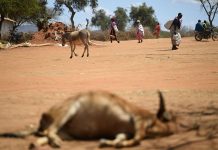 கென்யாவில் கடும் வறட்சியால் பலியாகும் வன விலங்குகள்