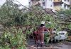அம்பாங் ஜெயாவில் மரம் விழுந்ததில் நான்கு வாகனங்கள் சேதமடைந்தன