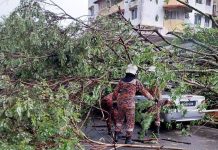 அம்பாங் ஜெயாவில் மரம் விழுந்ததில் நான்கு வாகனங்கள் சேதமடைந்தன