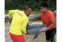 மெர்சிங் கடற்கரையில் சிக்கிய டால்பின் மீட்கப்பட்டது
