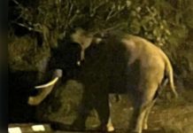 குளுவாங் சிறைச்சாலைப் பகுதிக்கு வழி தவறி வந்த யானை
