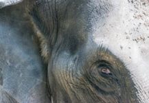 யானையால் அதன் பாதுகாவலர் கொலையுண்ட சம்பவம் துரதிர்ஷடமானது