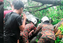 மரம் விழுந்ததில் 55 வயது மாது பலி