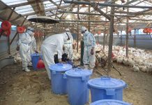 ஜப்பானில் வேகமாக பரவும் பறவை காய்ச்சல்- 70 இலட்சத்துக்கும் அதிகமான கோழிகள் கொல்லப்பட்டன