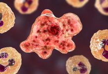 ‘மூளையை உண்ணும் அமீபா’ நோய் மலேசியாவில் இதுவரை கண்டுபிடிக்கப்படவில்லை; விழிப்புடன் இருக்குமாறு பொதுமக்களுக்கு வலியுறுத்தல்