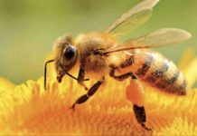 உலகில் முதன்முறையாக அமெரிக்காவில் தேனீக்களுக்கு நோய்த் தடுப்பு மருந்து