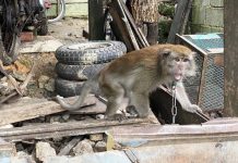 சட்டவிரோத மினி மிருகக்காட்சி சாலை