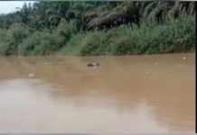 சுங்கை லங்காட்டில் லோரி டிரைவரின் உடல் மிதந்தது