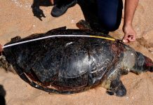 லாபுவான் கடற்கரையில் பெரிய பச்சை கடல் ஆமை இறந்து கிடந்தது