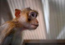 சித்ரவதை செய்யப்பட்ட மக்காக் குட்டி குறித்த புகாரின் மீது நடவடிக்கை எடுக்கவில்லை என்பதனை மறுத்த போலீசார்