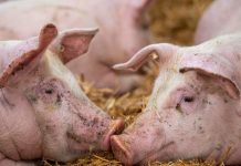 பினாங்கிலுள்ள 30 பன்றி பண்ணைகள் ஆப்பிரிக்க பன்றிக் காய்ச்சலால் பாதிப்பு