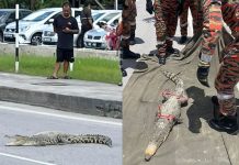 சாலையில் ஊர்ந்து வந்த குட்டி முதலை; மக்கள் அச்சம்