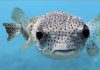 pufferfish சாப்பிட்டு உயிரிழந்த 83 வயது மூதாட்டி; கணவர் ICUவில் அனுமதி