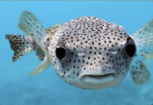 pufferfish சாப்பிட்டு உயிரிழந்த 83 வயது மூதாட்டி; கணவர் ICUவில் அனுமதி
