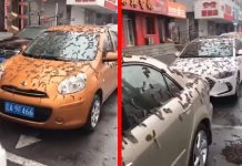 சீனாவின் தலைநகரில் பொழிந்த புழுமழை; வைரலான வீடியோ