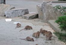 நியூயார்க்கில் எலிகளுக்கு கொரோனா தொற்று உறுதி..!