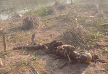 பாலோவில் அடையாளம் தெரியாத மனித எலும்புக்கூடு ஒன்று கண்டுபிடிப்பு