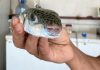 மலேசியர்களிடையே Puffer மீன் பிரபலமான உணவல்ல