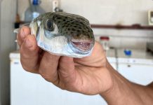 மலேசியர்களிடையே Puffer மீன் பிரபலமான உணவல்ல