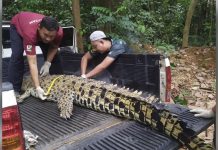 மலாக்காவில் மீன்பிடி வலையில் இறந்த நிலையில் பிடிப்பட்ட முதலை