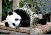 மே மாதத்தில் பாண்டா குட்டிகள் சீனாவுக்குத் திரும்பாது என Zoo Negara தகவல்