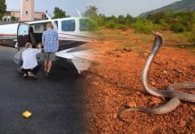 11 ஆயிரம் அடி உயரத்தில் பறந்து கொண்டிருந்தபோது விமானி இருக்கைக்கு கீழ் படமெடுத்த ராஜ நாகம்..!