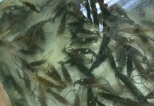 சிங்கப்பூரில் இருந்து நன்னீர் இறால்களை கடத்த முயன்ற நபர் கைது