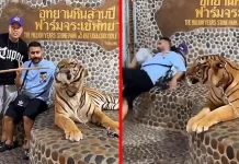 புலியுடன் புகைப்படம்… உயிரை பிடித்து கொண்டு, தெறித்து ஓடிய இளைஞர்களின் காணொளி