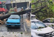 மரம் விழுந்ததில் 3 கார்கள் சேதம்