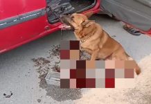 நாயை காரில் இழுத்துச் சென்று அது இறந்ததற்கு காரணம் என நம்பப்படும் 61 வயது முதியவர் கைது