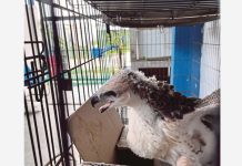 வாத்து பண்ணையில் சட்டவிரோதமாக 13 கழுகுகளை மறைத்து வைத்திருந்த ஆடவர் கைது