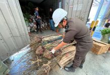 சட்டவிரோதமாக இறக்குமதி செய்யப்பட்ட 11,000 கிலோவுக்கும் அதிகமான அலங்கார செடிகள் பறிமுதல்