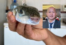 கொடிய விஷமுள்ள puffer மீன்கள் இன்னும் சந்தையில் விற்கப்படுகிறது – மீன் விநியோகிப்பாளர்கள் சங்கம்