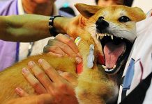 இந்தாண்டு சரவாக்கில் 11 வெறிநாய் கடிகள் (ரேபிஸ்) வழக்குகள் – 9 பேர் மரணம்