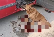 நாயை காரில் கட்டி இழுத்து சென்ற ஆடவர் போலீஸ் பிணையில் விடுவிக்கப்பட்டார்