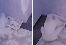 குழந்தையை துன்புறுத்திய பராமரிப்பாளருக்கு அபராதம்
