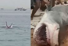 காப்பாற்றுங்கள் அப்பா… தந்தை கண் முன்னே மகனை கடித்துக் கொன்ற சுறா மீன்