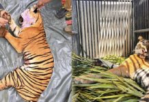 வனவிலங்கு வேட்டையாடுபவர்களின் வலையில் சிக்கி காயமடைந்த பெண் புலி