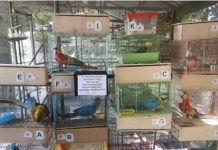 காட்டுப் பறவைகளை கடத்தியதற்காக சிங்கப்பூரியருக்கு 7 நாள் சிறை- 80,000 ரிங்கிட் அபராதம்