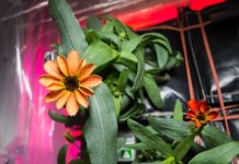 பூமிக்கு பல மைல்களுக்கு அப்பால் விண்வெளியில் மலர்ந்த முதல் மலர்