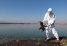 மெக்சிகோவில் பெரிய அளவில் இறந்து கிடந்த பறவைகள்… வெப்பநிலை காரணமா?