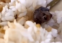 உணவில் இருந்தது எலியின் தலையா இல்லை வாத்தின் கழுத்தா..? ; சீனாவில் சர்ச்சை