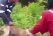 நாயை ஆற்றில் வீசி முதலைக்கு இரையாக்கிய சம்பவம் குறித்து நெட்டிசன்கள் கண்டனம்